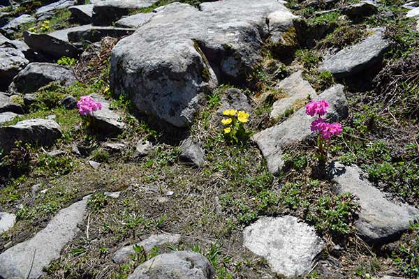 trekking flower