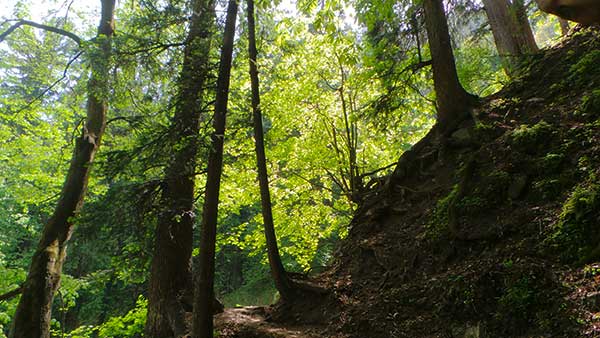 a path in the forest