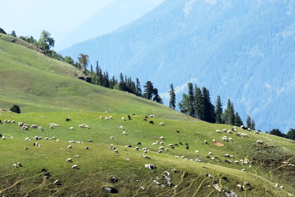 Green pastures on way to the Bhrigu lake