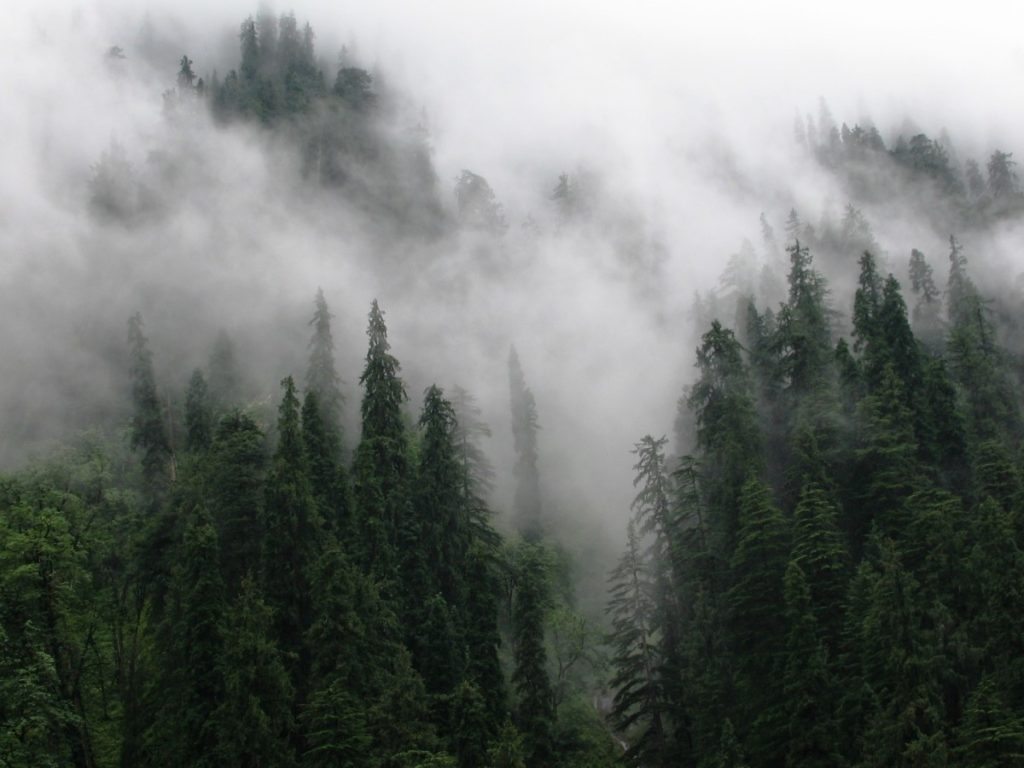 A-conifer-forest-of-GHNP