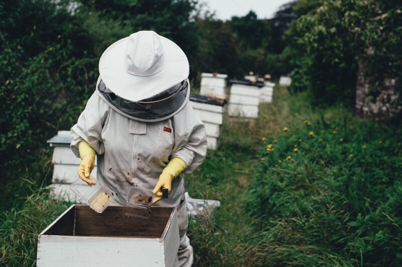 Honey revolution in kullu