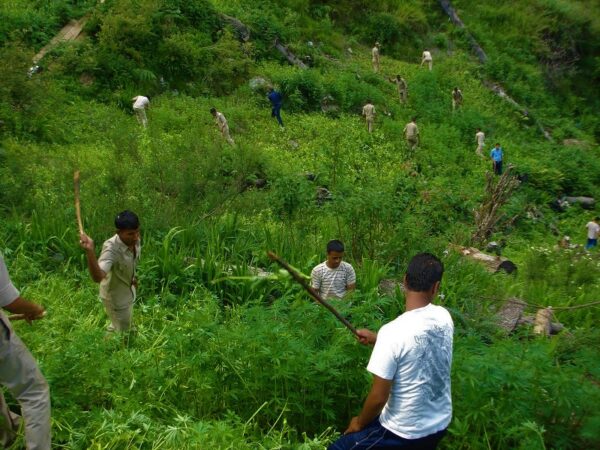 Kullu police personnel destroying the cannabis