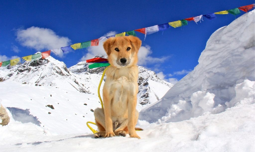 Rupee at the Everest base camp