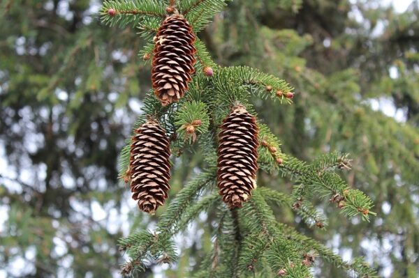 pine cones are holders of seeds