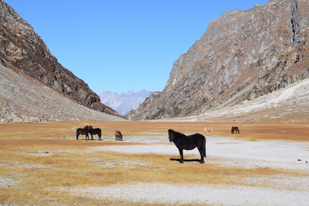 wildlife in kullu