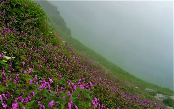 Malana trek via Chanderkhani