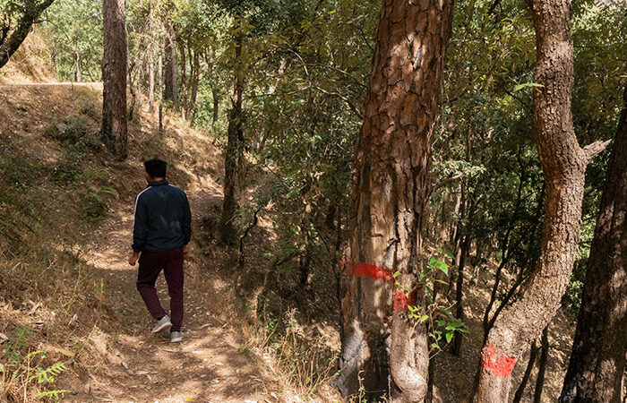 Trees have been marked to guide hikers to the tunnel.