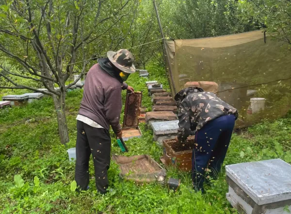 himalayan honey extraction wildcone farm