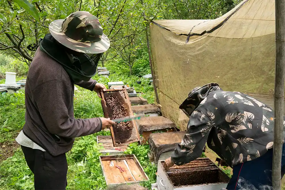 honey-extraction in bee farm in kullu manali