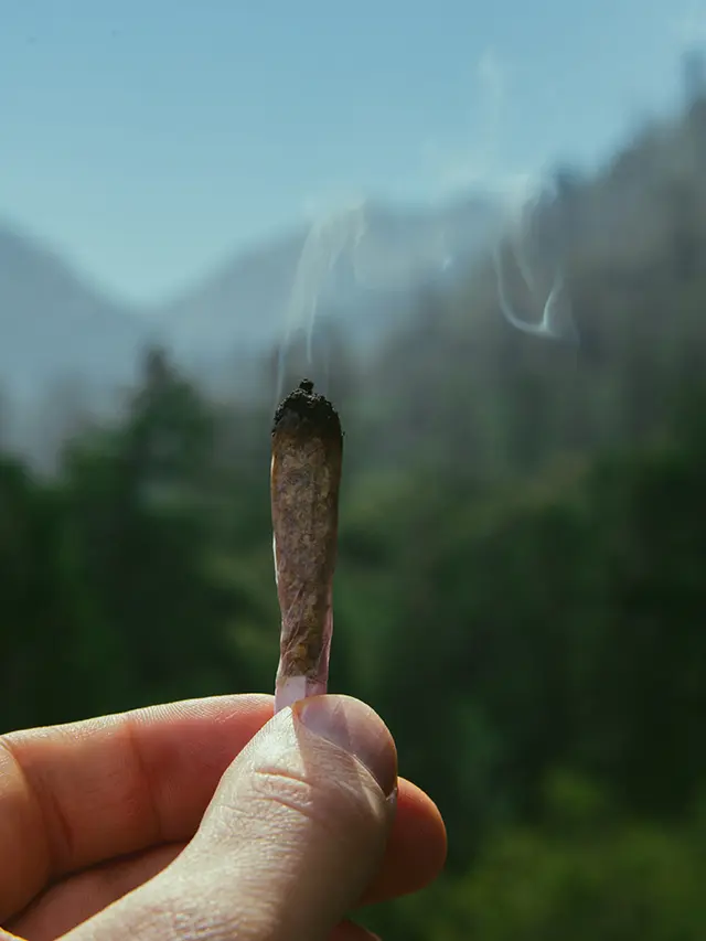 Top 10 Facts About Legalising Cannabis in Himachal