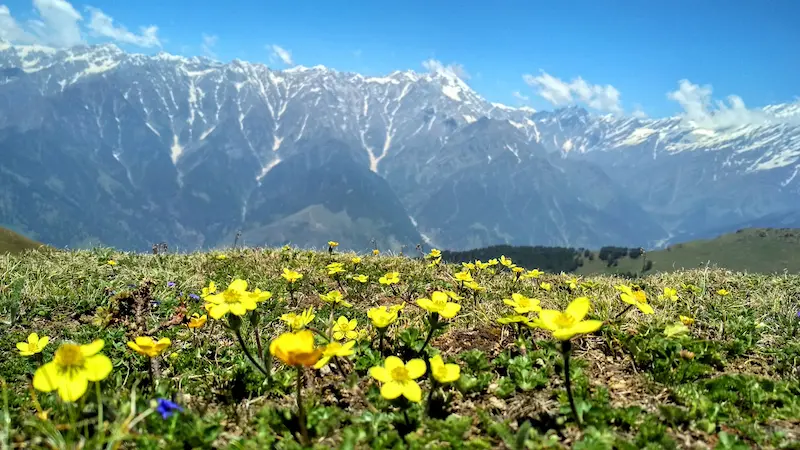 kullu manali