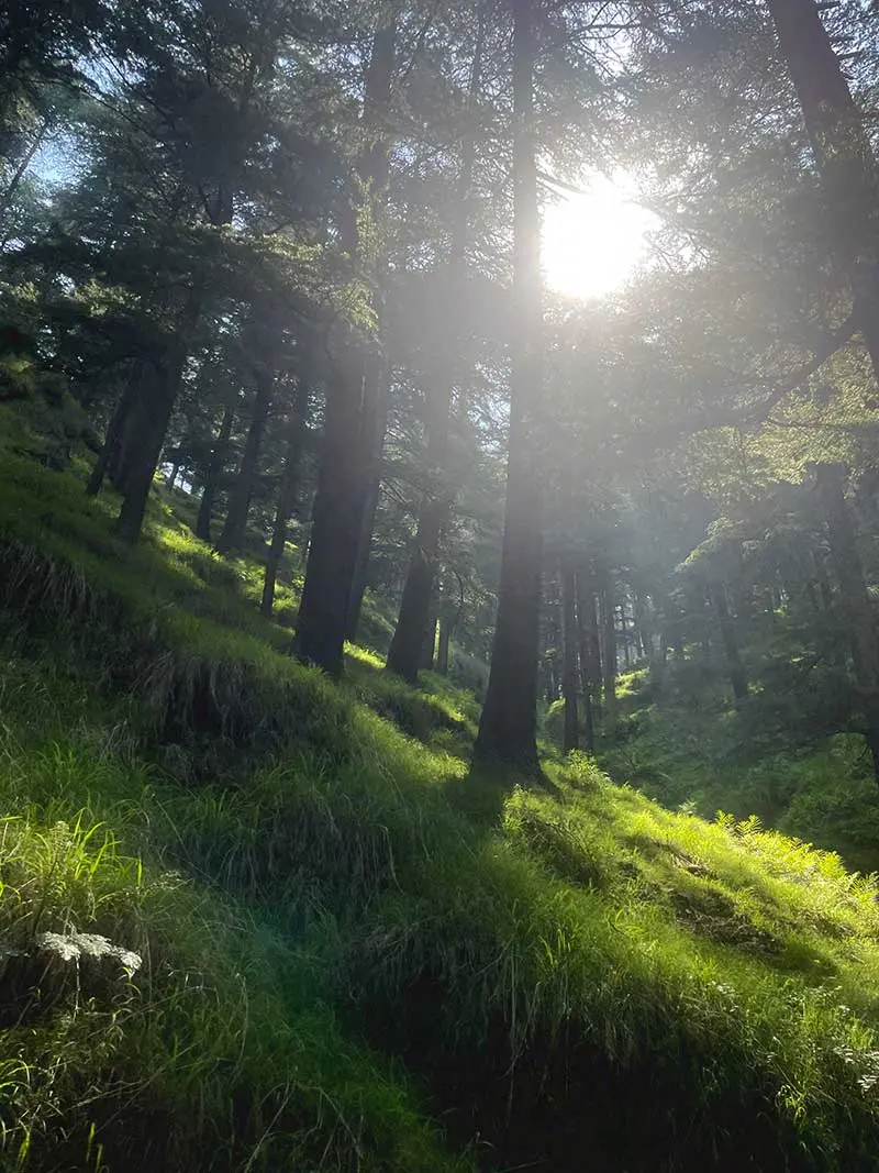 A view of a forest in Naggar