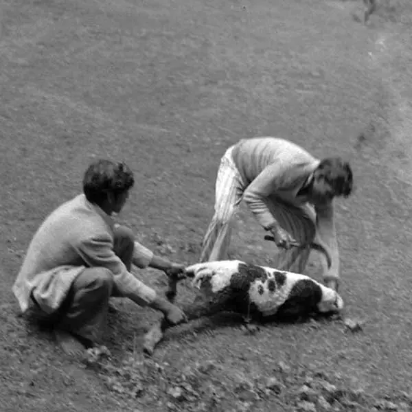 A goat after being slaughtered at the Hadimba temple.   