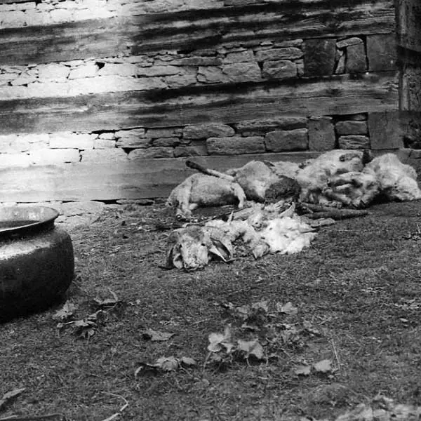 Goat heads lying in the temple premises after animal sacrifice ceremony