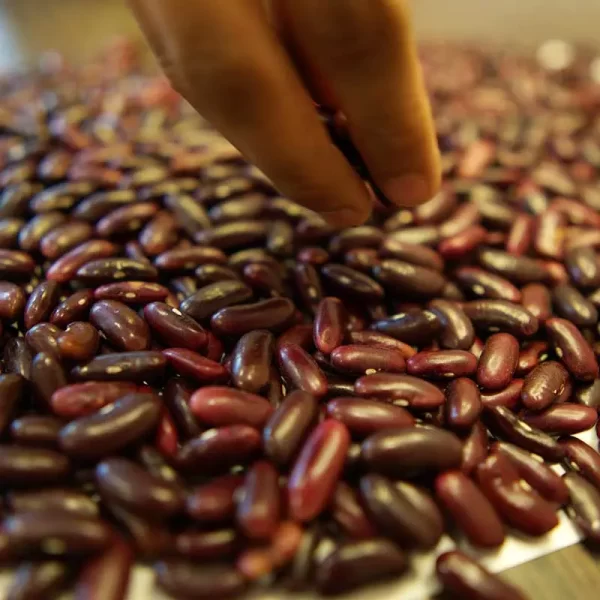 Himalayan Desi Rajma from Kullu Manali | 500 gm