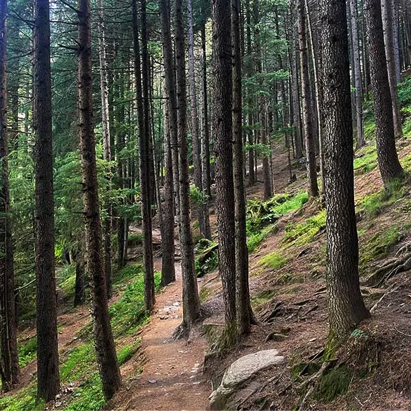 Forest trails near Vashisht