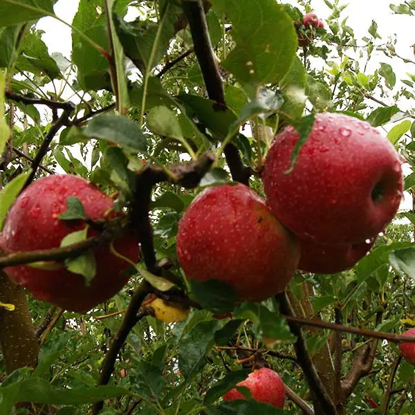 gala apples in an orchard in kullu
