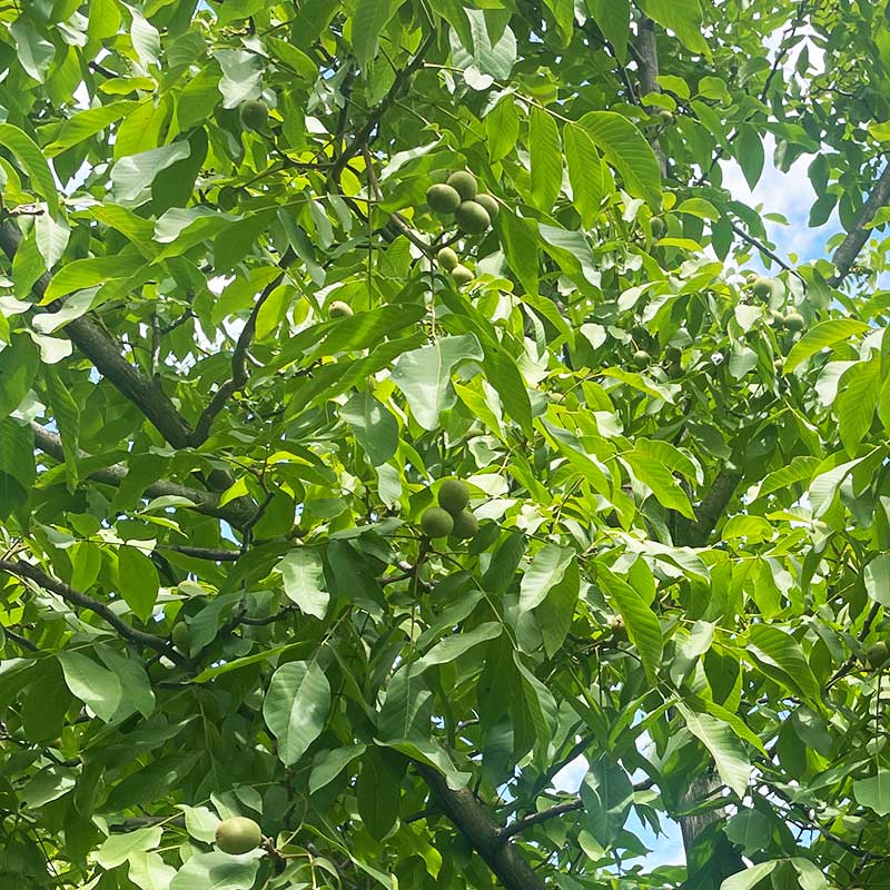 a-walnut-tree-in-kullu-manali