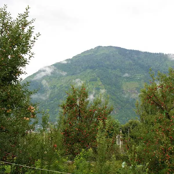 An apple orchard in Kullu