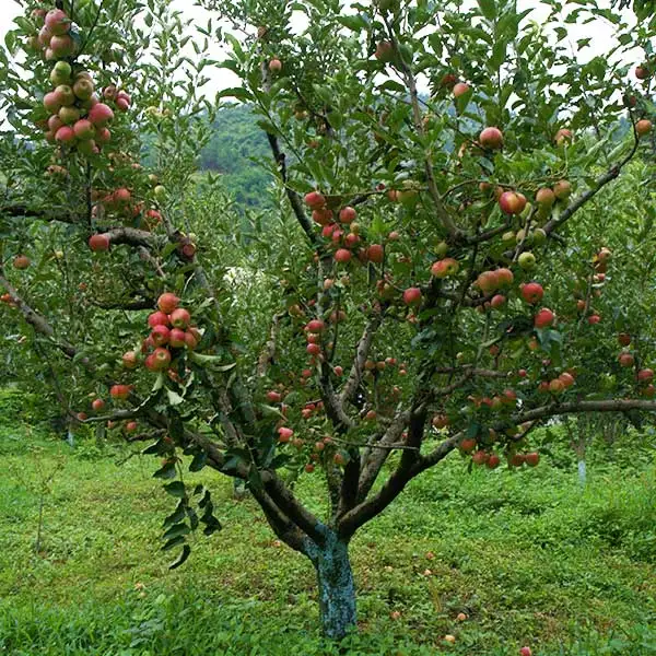 An apple tree in Kullu