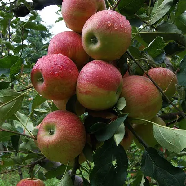 apple belts are shifting in himachal