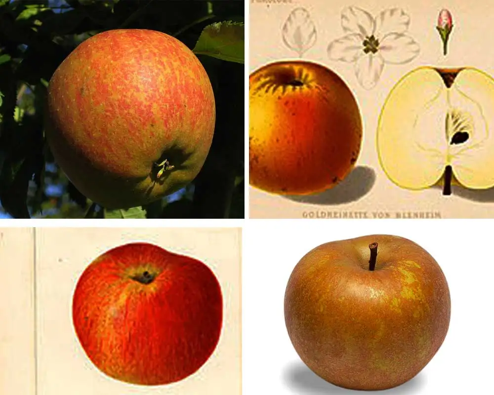 The four apple varieties that RC Lee grew in India's first orchard.  