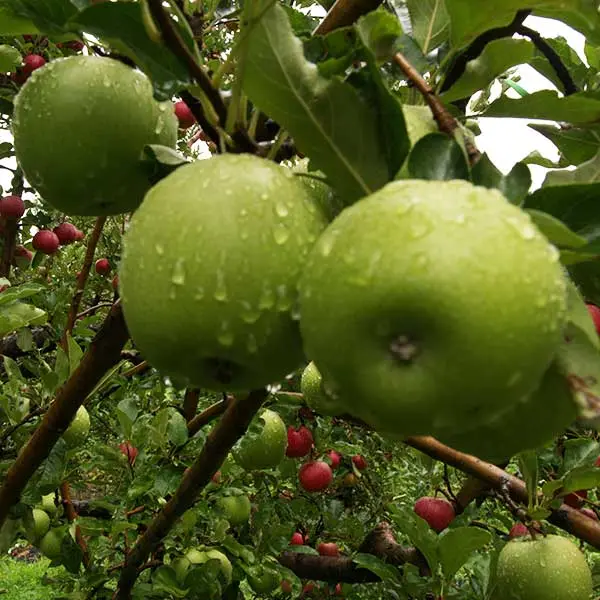 Granny Smith apples