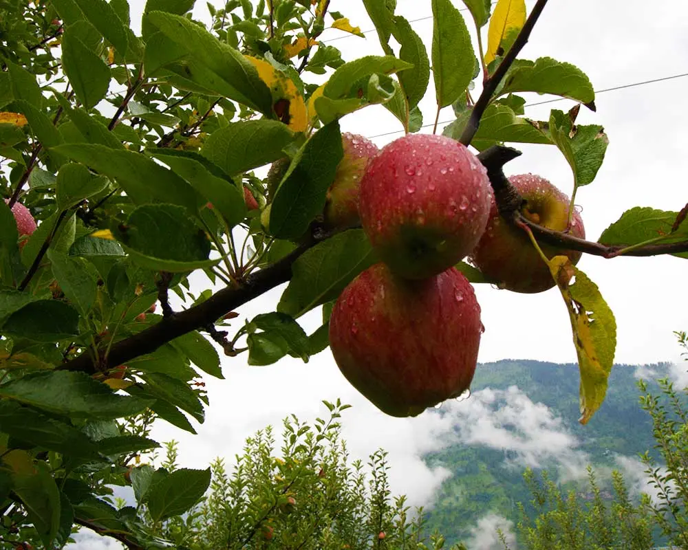 A view of crispy apples in an orchard in kullu on a rainy day