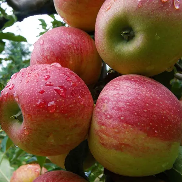 a bunch of apples in a Kullu orchard