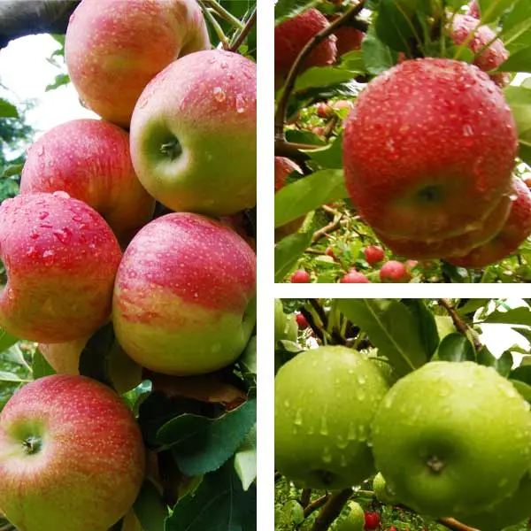 the tastiest apple of himachal