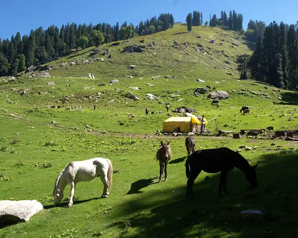 A view of a beautiful meadow near Sethan village.