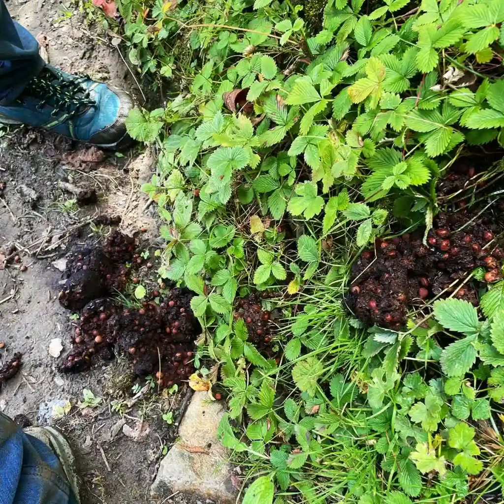 A bear poo on the route to Fungani Top trek.