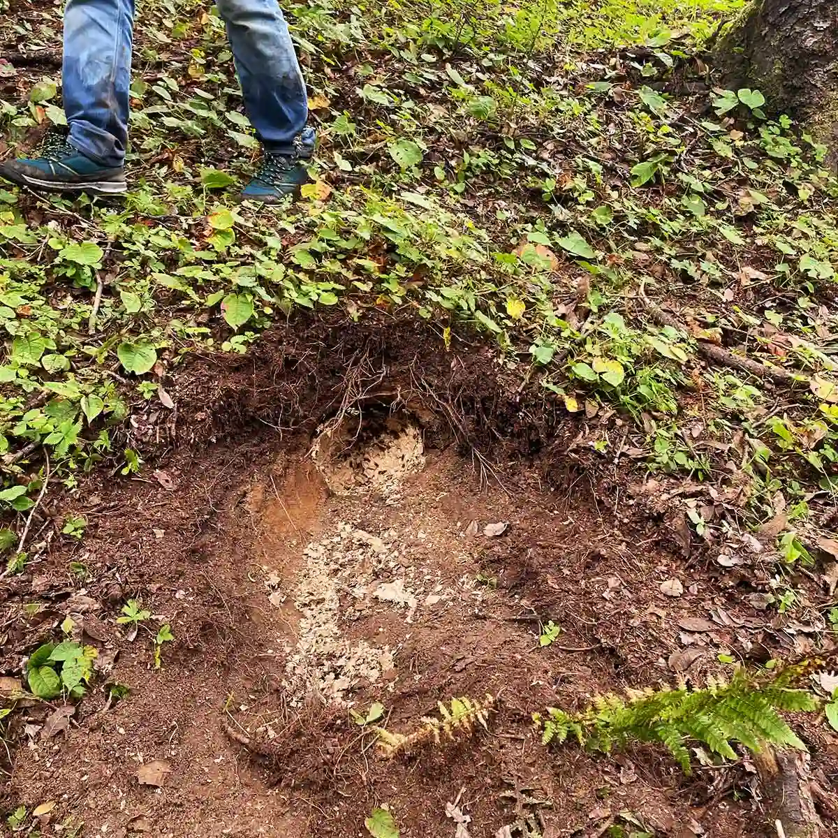 A freshly-looted bee hive by a bear on way to Fungani Tilla. 