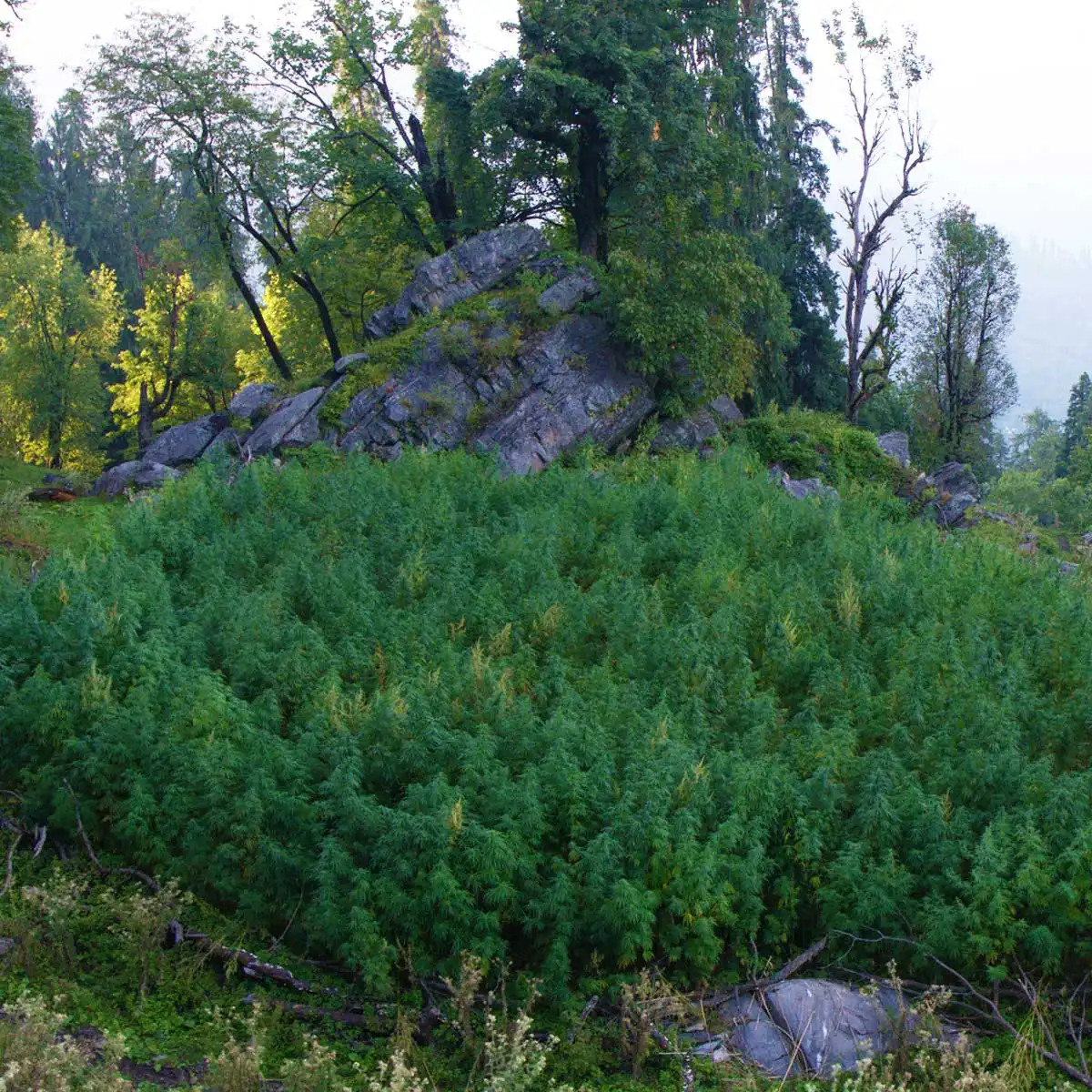 A secret cannabis field, hidden away from the eyes of the cops. 