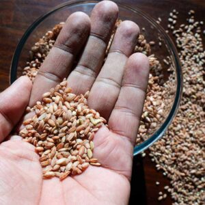 Red rice or Jattu Chawal from Kullu Manali