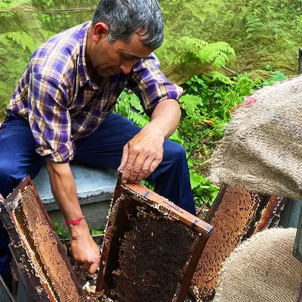 A beekeeper uncapping a honey comb in an apiary in Kullu Manali