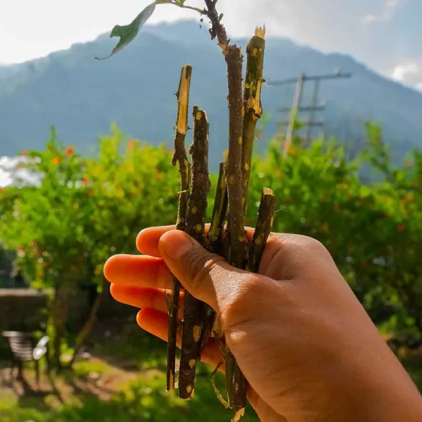 Tirmire ki Datun (Zanthoxylum armatum), sticks are used for oral care