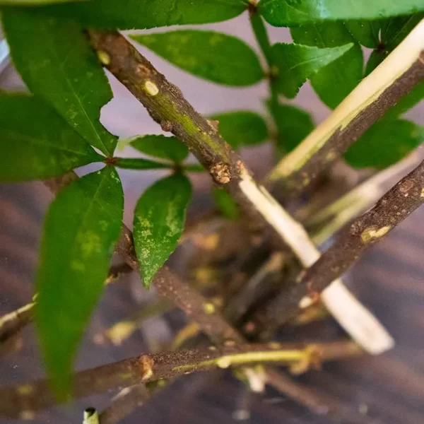 Tirmire ki Datun (Zanthoxylum armatum), sticks are used for oral care and relieving toothache.
