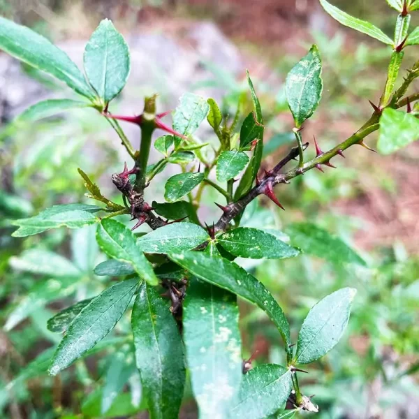 a plant of Tirmira or Timur (Zanthoxylum armatum) in a forest near Kullu.