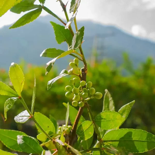 a branch of Tirmira plant or Zanthoxylum armatum in Kullu Manali
