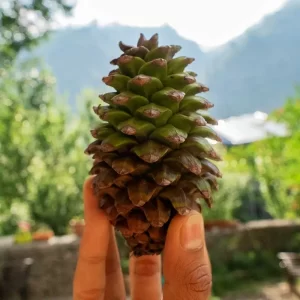 Pinecones from the forests of Kullu Manali