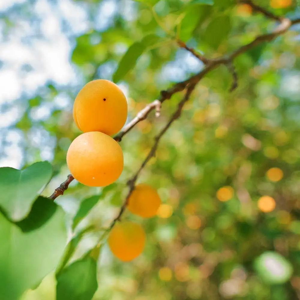 wild apricots on a tree on Kullu Manali 