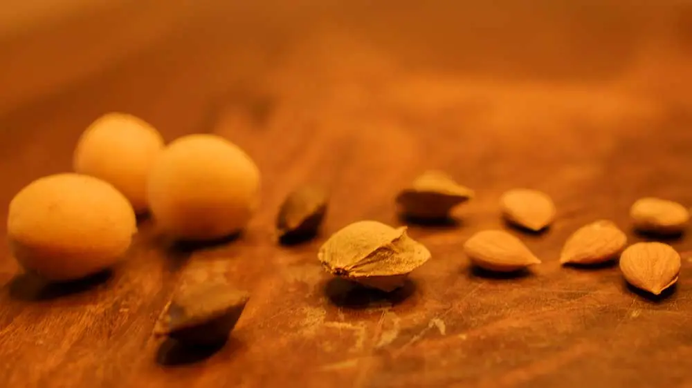 apricot fruits, seeds and kernels  