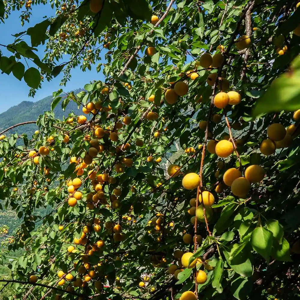 apricots of kullu 
