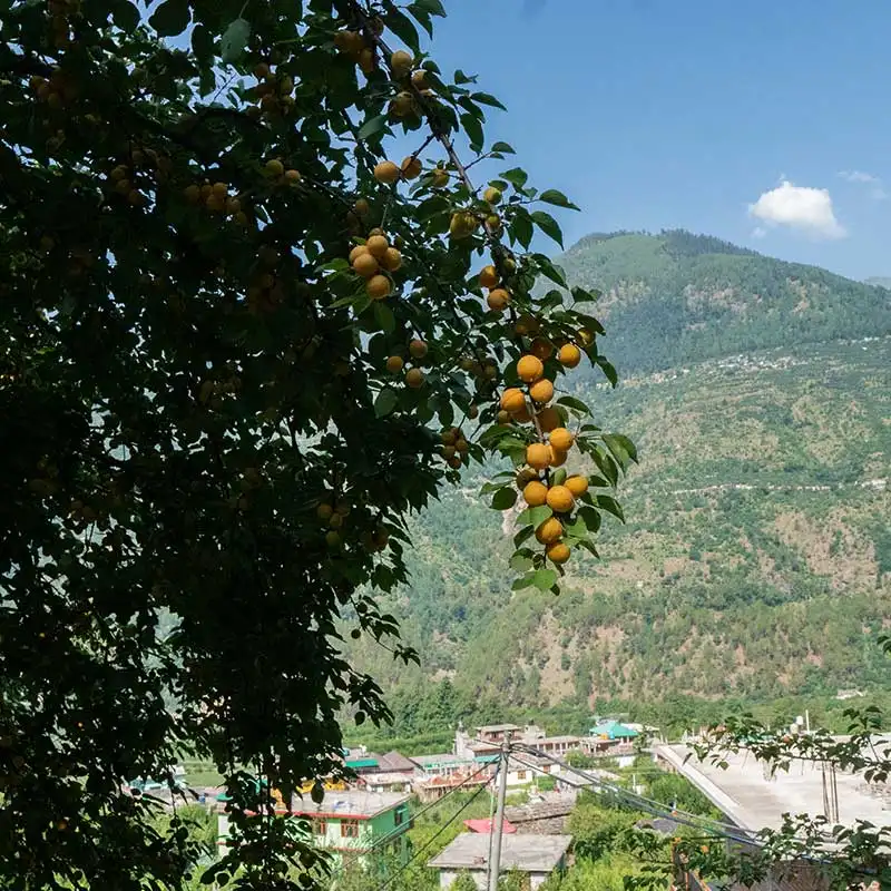 wild apricots in a Kullu village 
